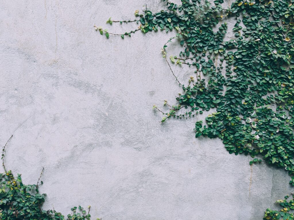 Image of a concrete wall with a creeping plant growing across it.