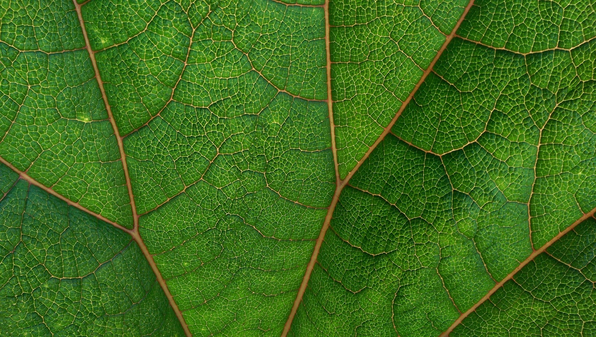 Supporters of UN carbon market risk cheating nature