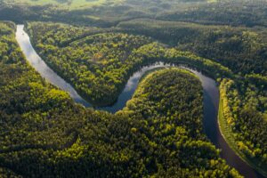 Amazon rainforest
