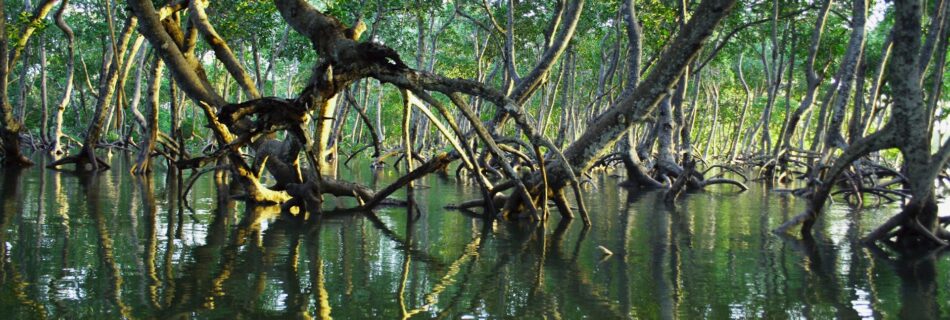 Mangroves